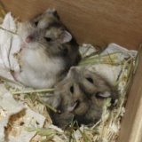 Hamsterhilfe Südwest Hybriden Agouti