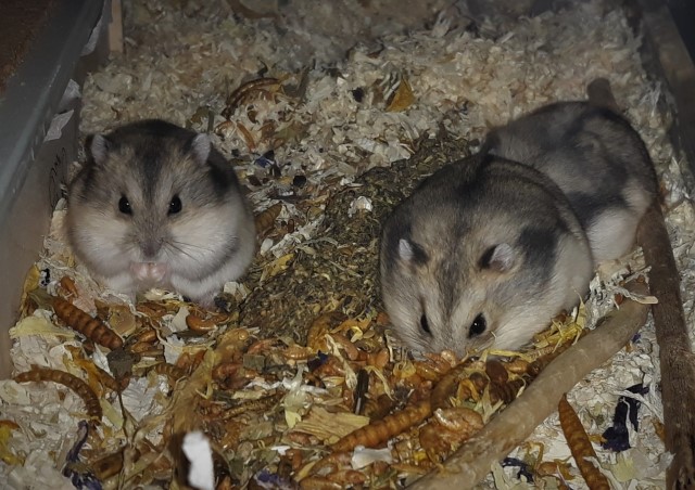 Hamsterhilfe Südwest Zwerghamster