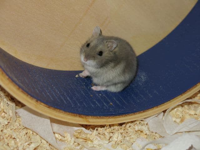 Hamsterhilfe Südwest