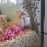 Earnie 1