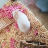 Earnie 3