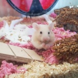 Earnie 4