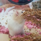 Earnie 4