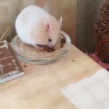 Earnie 1