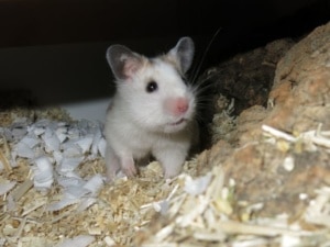 Hamsterhilfe Südwest Goldhamster Golden DS