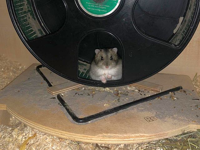 Hamsterhilfe Südwest Zwerghamster Agouti