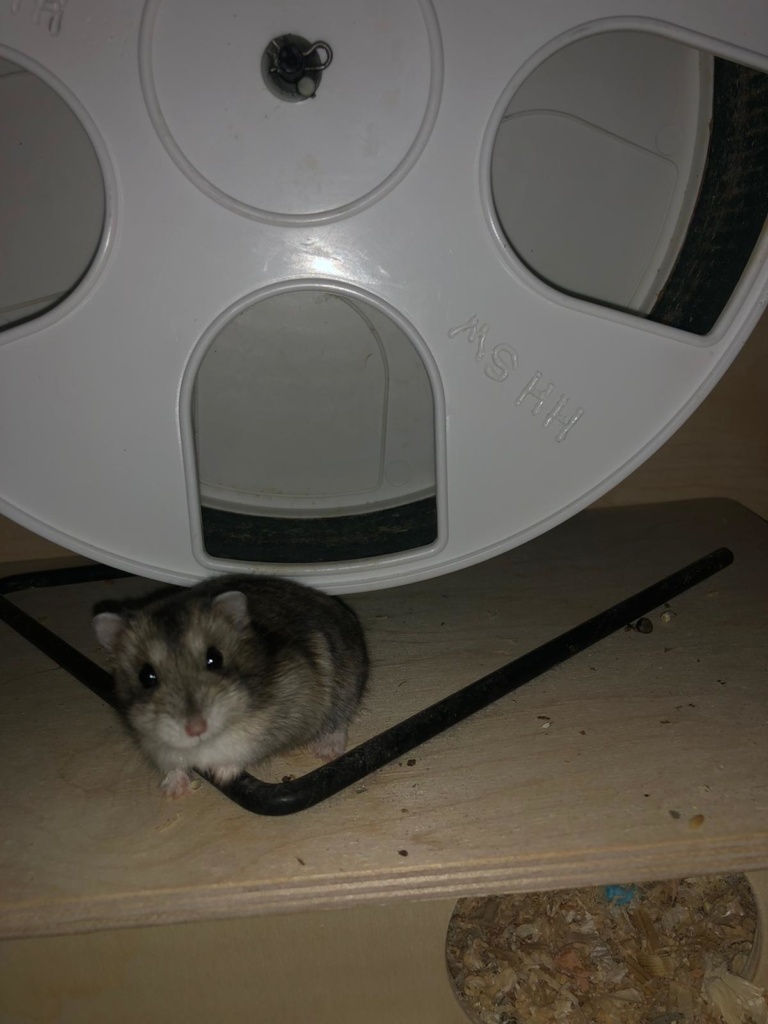 Hamsterhilfe Südwest Zwerghamster Agouti