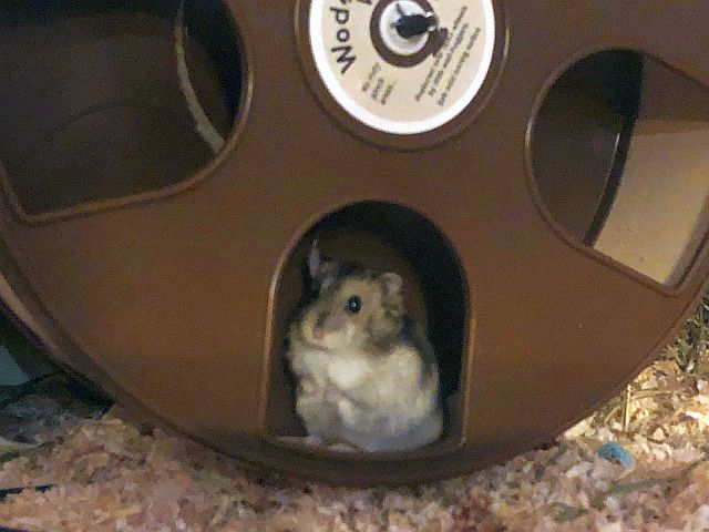 Hamsterhilfe Südwest Zwerghamster Agouti