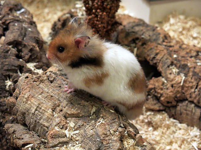 Hamsterhilfe Südwest Goldhamster Golden Banded