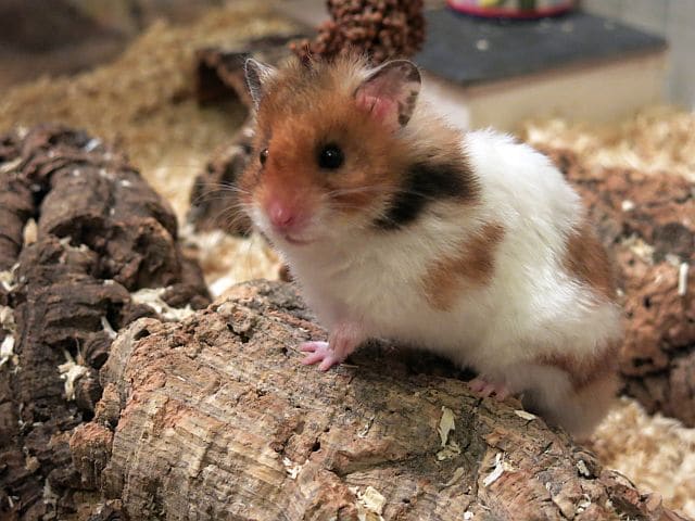 Hamsterhilfe Südwest Goldhamster Golden Banded