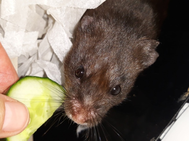 Hamsterhilfe Suedwest Moony