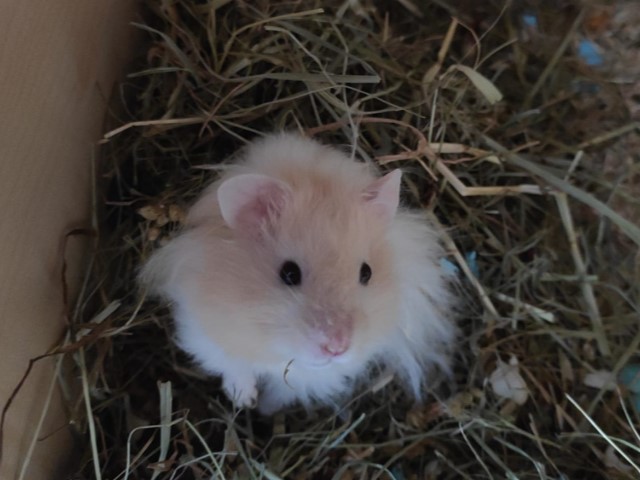 Teddyhamster Hamsterhilfe Südwest