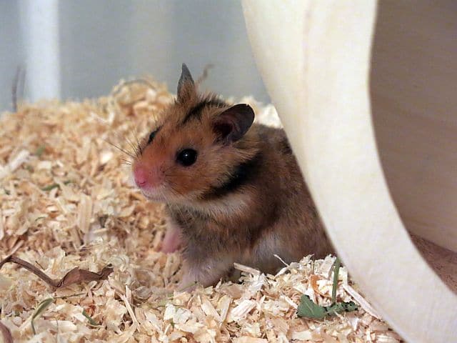 Hamsterhilfe Südwest Golden