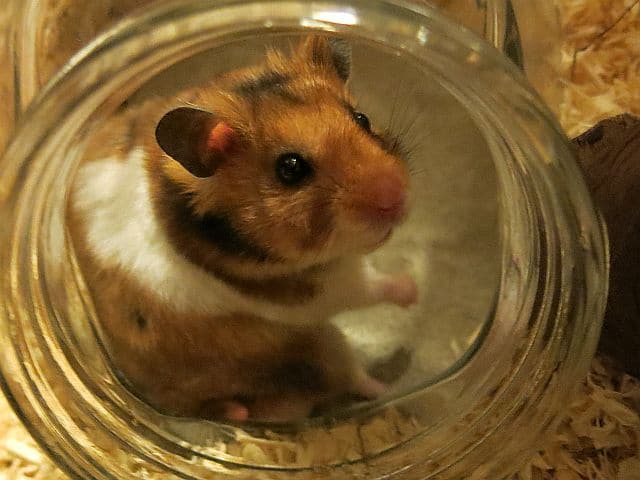 Hamsterhilfe Südwest Goldhamster