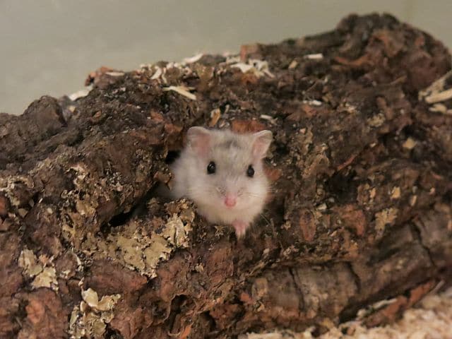 Hamsterhilfe Südwest