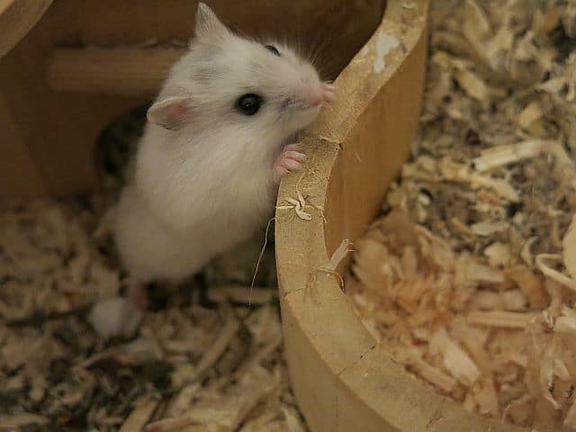 Hamsterhilfe Südwest