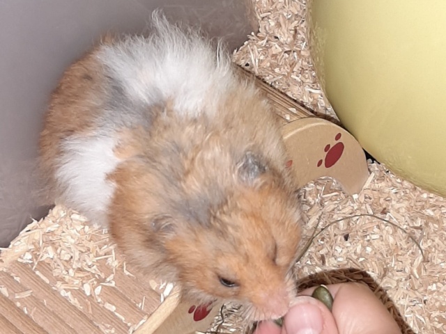 Woody Teddyhamster Hamsterhilfe Südwest