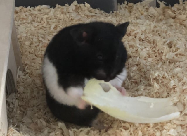 Oreo Goldhamster Hamsterhilfe südwest