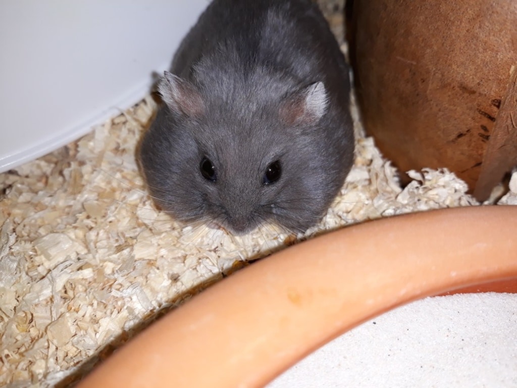 hamsterhilfe suedwest hiro