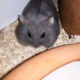 Hamsterhilfe Suedwest Hiro
