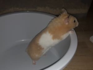 Monty Goldhamster Hamsterhilfe Südwest