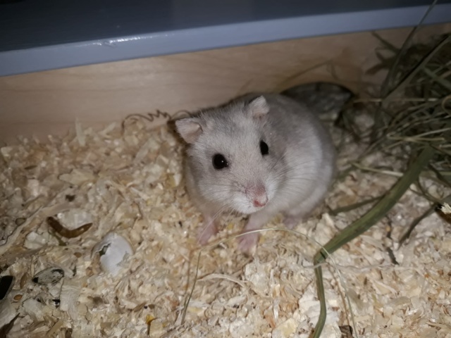 hamsterhilfe suedwest wanda