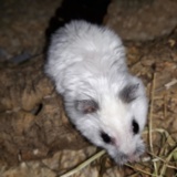 Hamsterhilfe Suedwest Wilhelmina