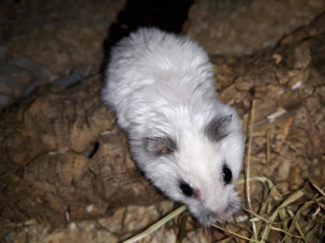hamsterhilfe suedwest wilhelmina