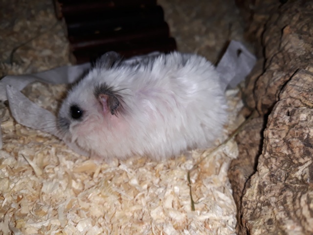 hamsterhilfe suedwest wilhelmina