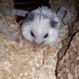Hamsterhilfe Suedwest Wilhelmina