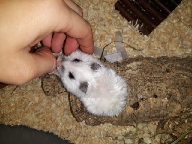 hamsterhilfe suedwest wilhelmina