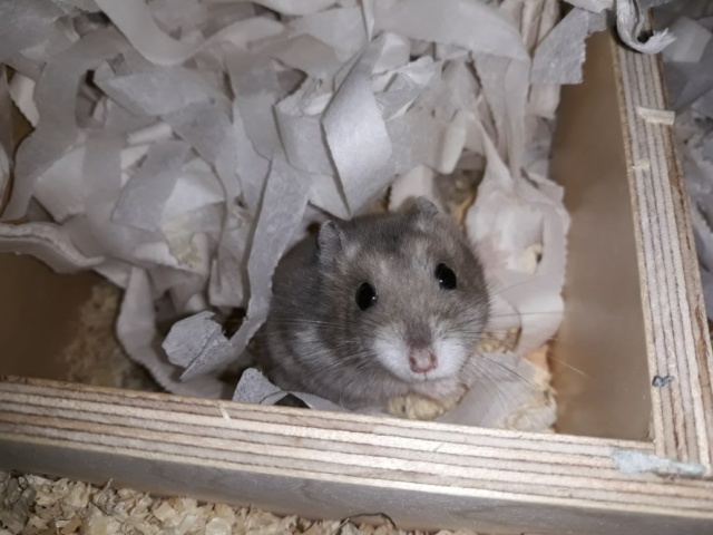 hamsterhilfe suedwest wonder