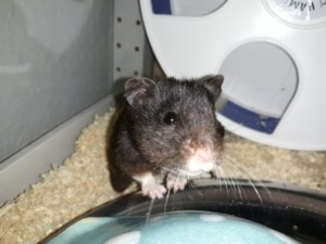 Hamsterhilfe Südwest Ginko