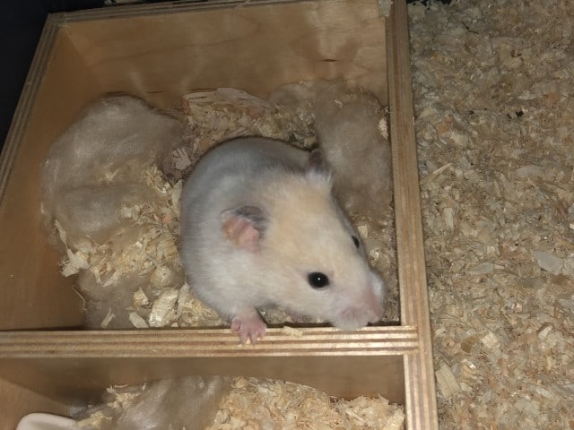 Hamsterhilfe Südwest Goldhamster Gwendolyn