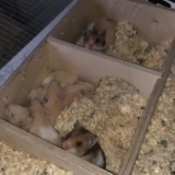 Hamsterhilfe Südwest Goldhamster Babies