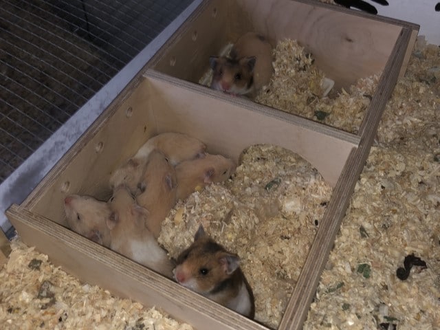 Hamsterhilfe Südwest Goldhamster Babies