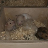 Hamsterhilfe Südwest Goldhamster Babies