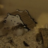 Hamsterhilfe Südwest Goldhamster Babies