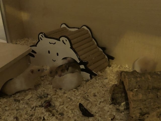 Hamsterhilfe Südwest Goldhamster Babies