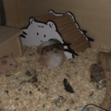 Hamsterhilfe Südwest Goldhamster Babies
