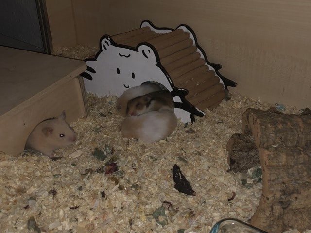 Hamsterhilfe Südwest Goldhamster Babies