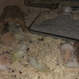 Hamsterhilfe Südwest Goldhamster Babies
