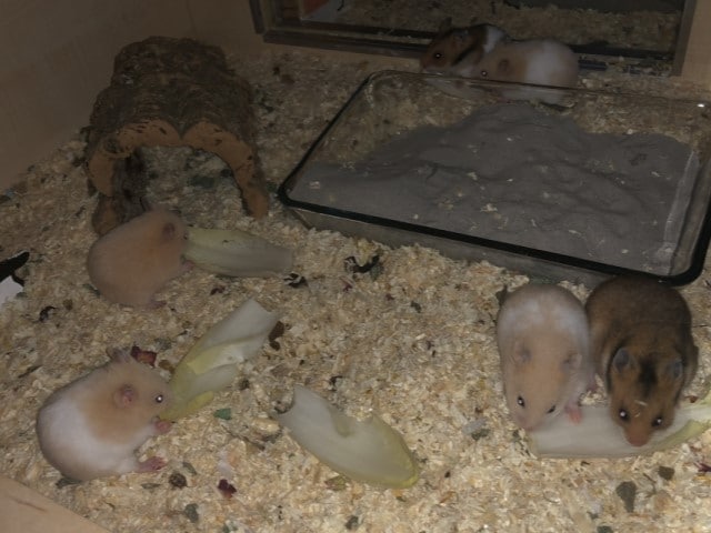 Hamsterhilfe Südwest Goldhamster Babies