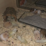 Hamsterhilfe Südwest Goldhamster Babies