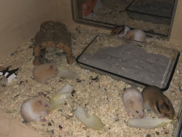 Hamsterhilfe Südwest Goldhamster Babies