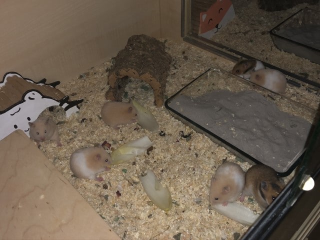 Hamsterhilfe Südwest Goldhamster Babies