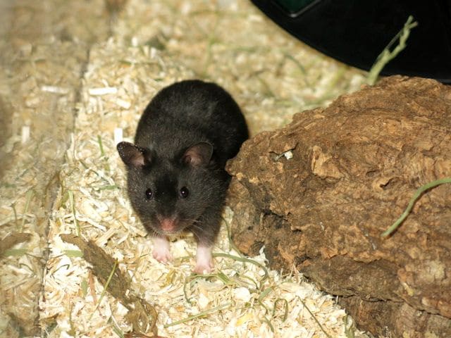 Hamsterhilfe Südwest