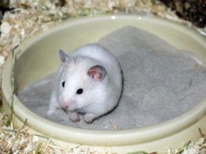 Hamsterhilfe Südwest