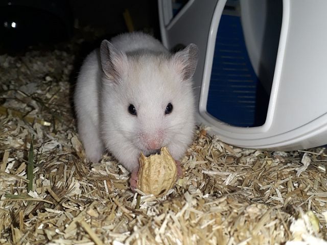 Hamsterhilfe Südwest Goldhamster