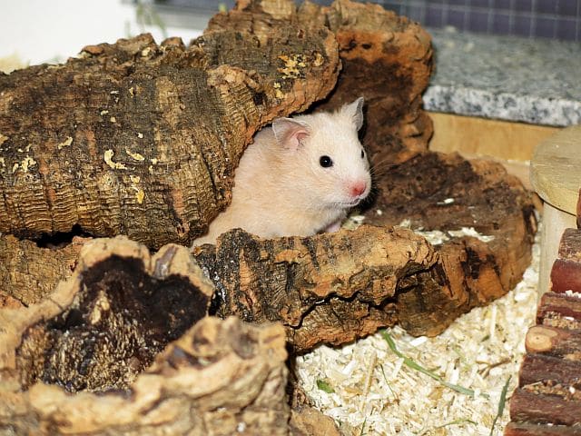 Hamsterhilfe Südwest